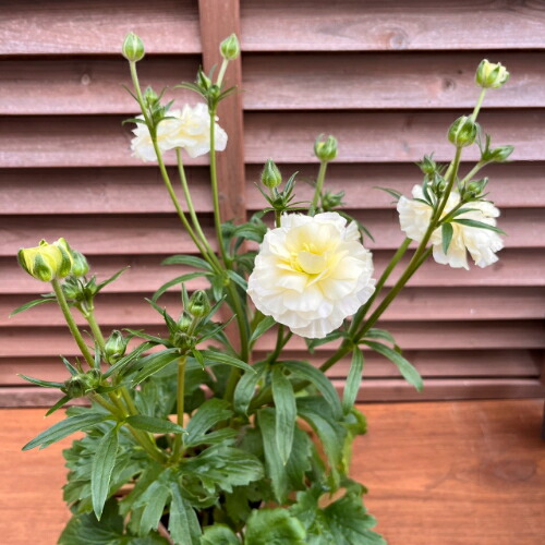 楽天市場】ラナンキュラス ラックスシリーズ グレーシス 4号（直径12cm