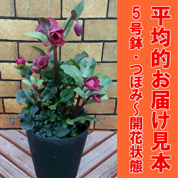 楽天市場】クリスマスローズ アンナズレッド 5号鉢（つぼみ〜開花開始