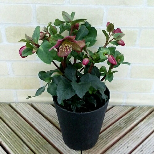 楽天市場】完全生産者限定品クリスマスローズ 氷の薔薇シリーズ レッド