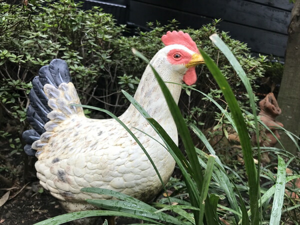 楽天市場】白い雌鳥 Hen White 強化プラスチック (FRP) アートオブジェ