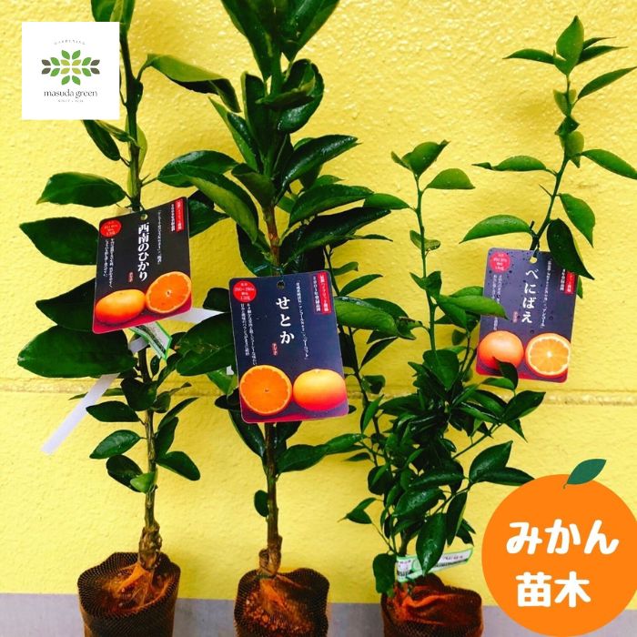 楽天市場】みかん 苗木 3種セット [ せとか / 西南のひかり /べにばえ
