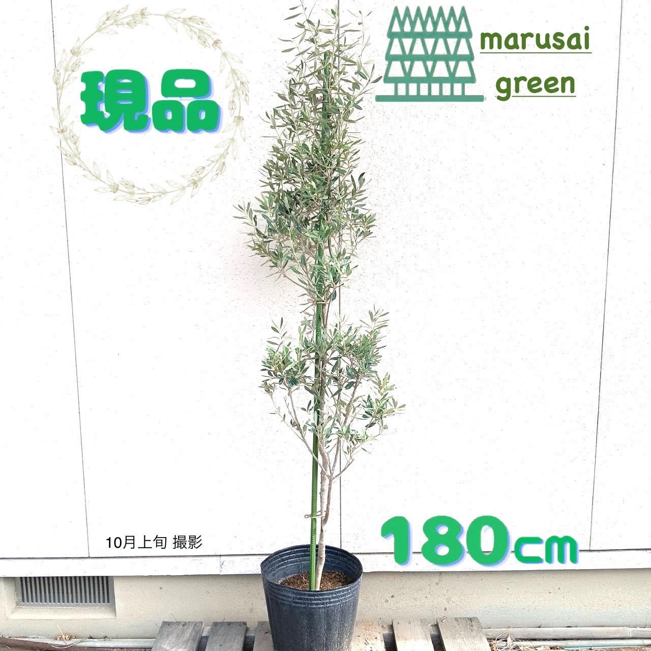 楽天市場】シプレッシーノ オリーブ（高さ（植物）131cm ～）の通販