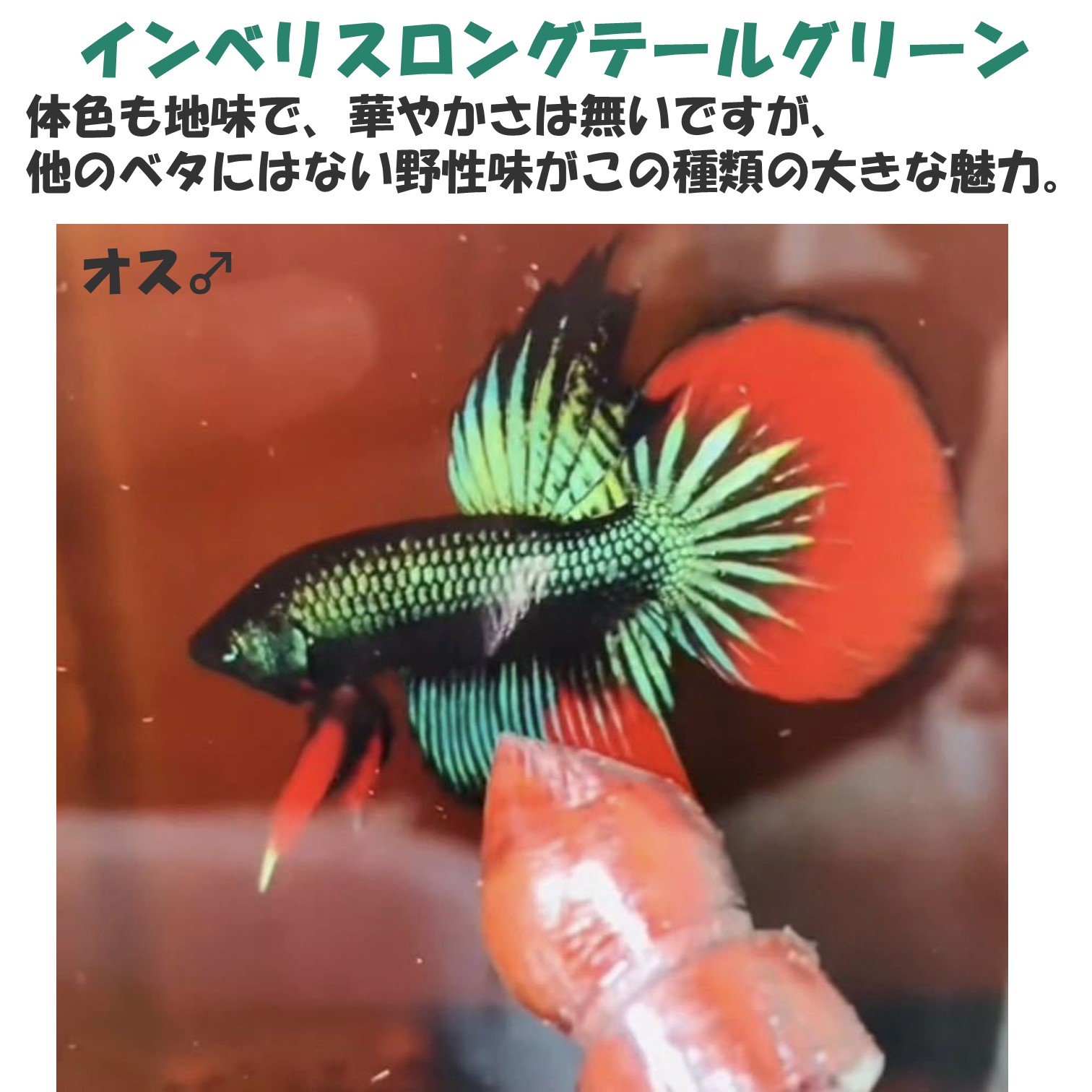 楽天市場】【送付無料・お買い得】珍品数量限定】ワイルドベタ•イン