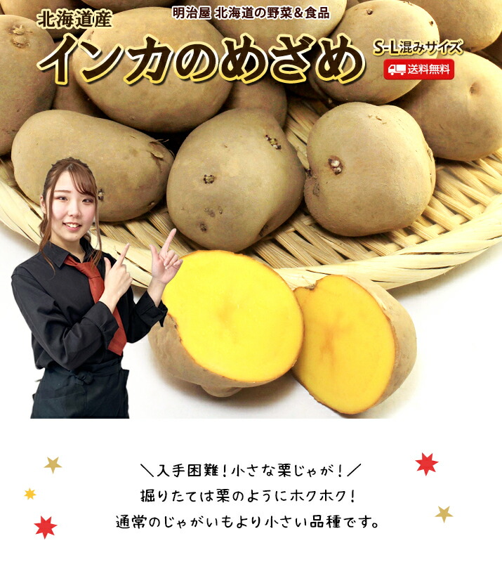 楽天市場】【予約商品】【11月下旬-12月上旬お届け予定】いんかの