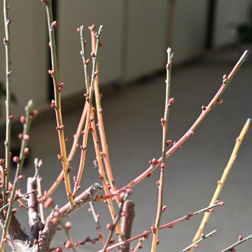 楽天市場】希少日光梅盆栽盆栽 梅2026年花芽有り 【盆栽向き】プラ鉢5