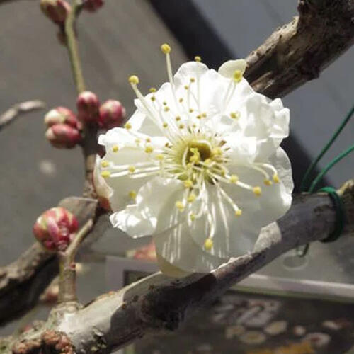 楽天市場】2025年 雲竜梅 寝巻き苗 梅苗 香篆梅 コウテンバイ 八重咲き