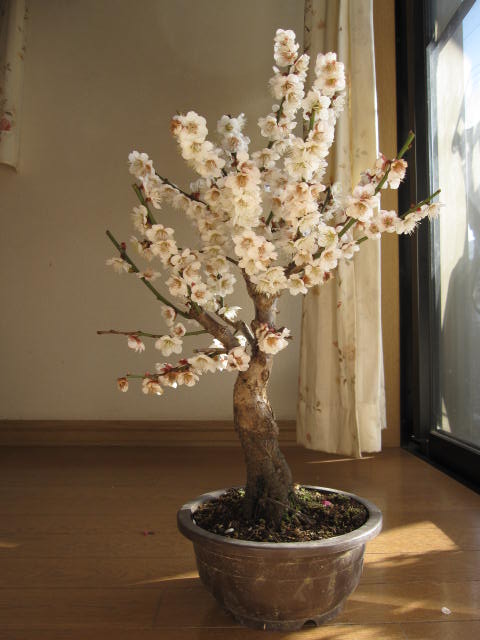 楽天市場】梅の香りをご自宅に2026年2月末頃開花梅盆栽白梅盆栽白梅