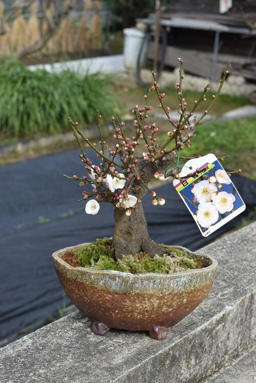 楽天市場】梅は香りがすばらしい白の八重咲玉牡丹梅盆栽2026年白梅盆栽