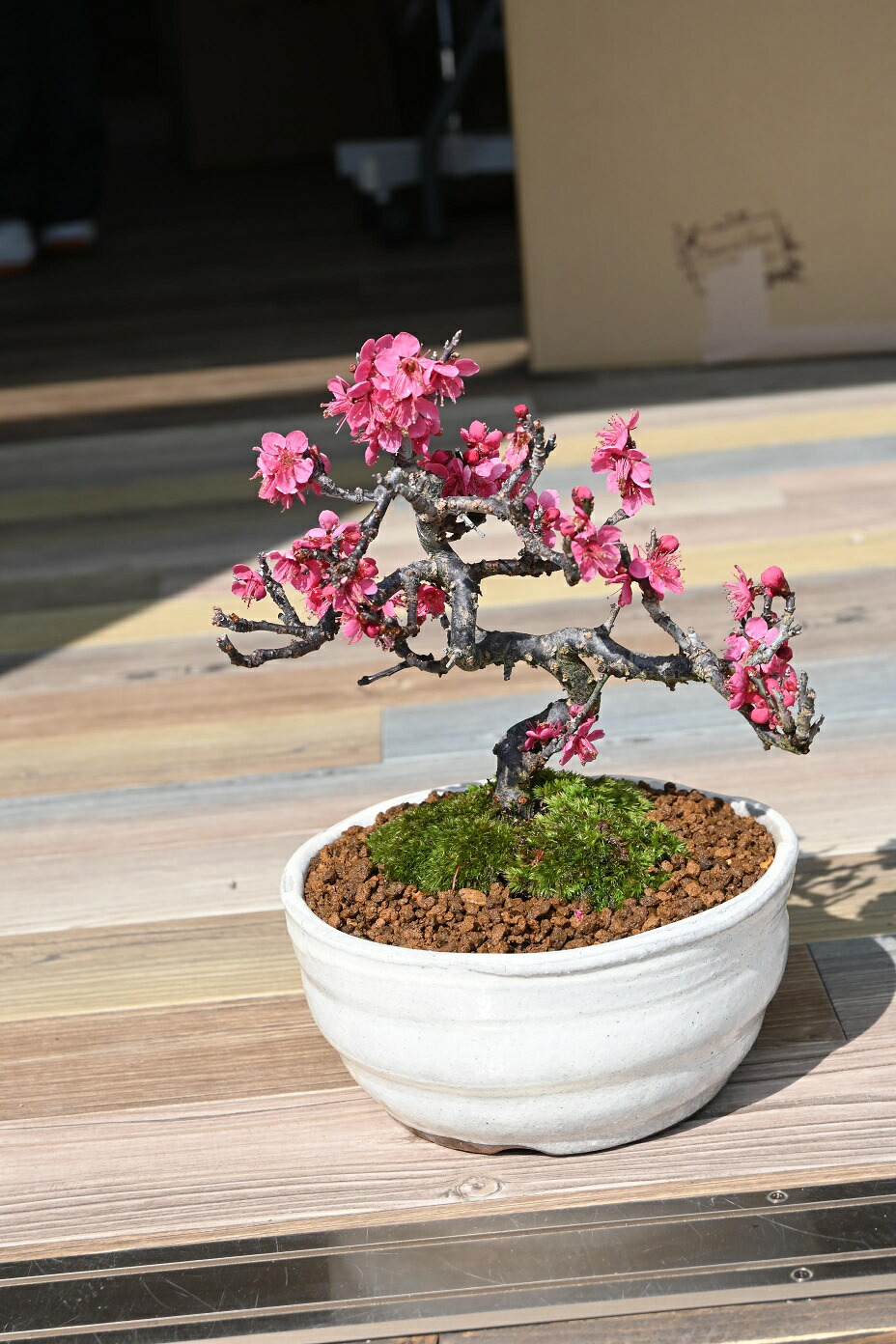 楽天市場】緋梅盆栽紅梅花梅盆栽お祝いのプレゼントに紅梅盆栽2022年2
