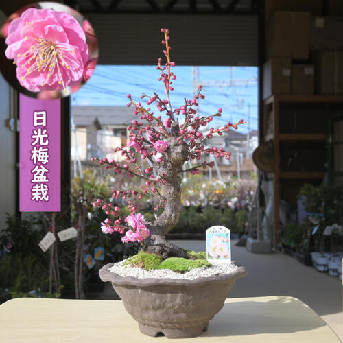 楽天市場】2026年2月開花 日光 梅盆栽 八重咲き お祝い 梅盆栽 にっ