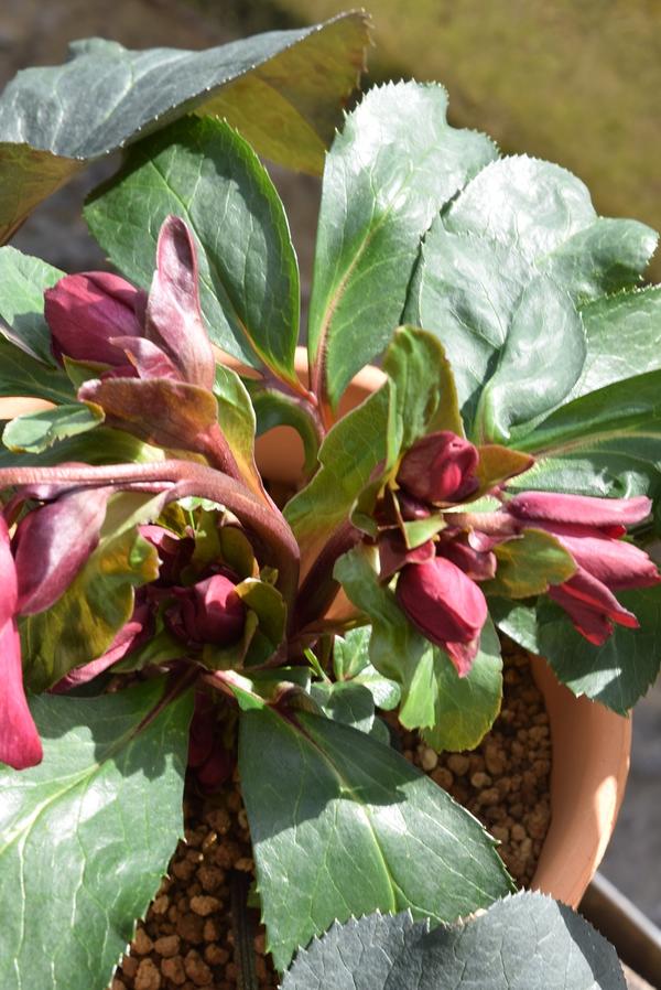 楽天市場】クリスマスローズ開花株2026年1月から2月頃開花レッド