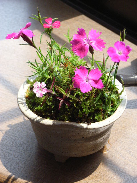 楽天市場】山野草【撫子】なでしこの花を母の日に かわいい四季咲