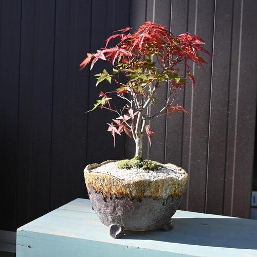 楽天市場】秋を楽しむギフト 出猩々もみじ盆栽日本の美紅葉盆栽 紅葉
