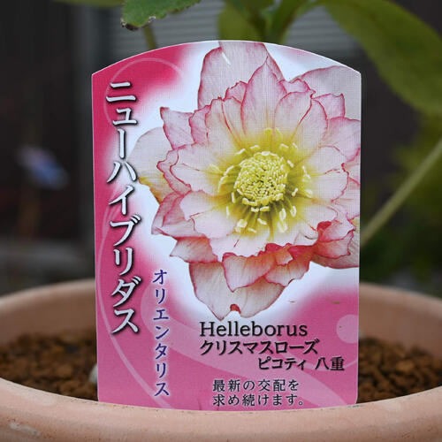 mamo様ご購入苗㉖-119クリスマスローズ mamo様ご購入苗㉖-119