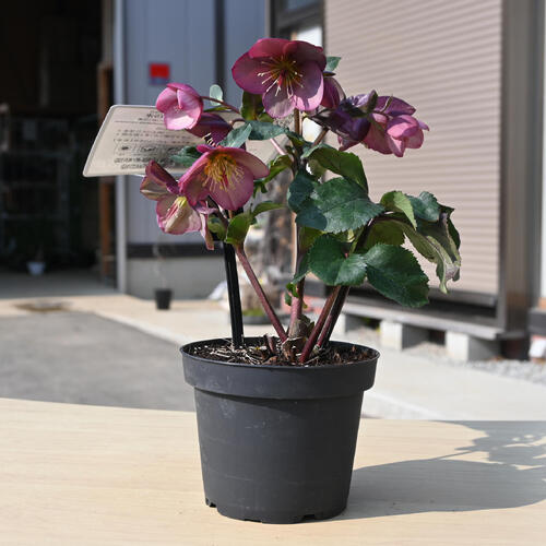 楽天市場】2025年1月～2月開花株クリスマスローズ Ice N' roses 氷の