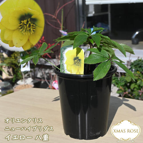 楽天市場】2026年NEW クリスマスローズ 苗 5号プラ鉢入り