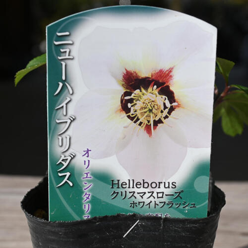 楽天市場】2023年新入荷苗 クリスマスローズ オリエンタリス ホワイト