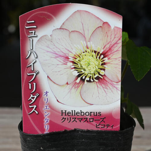 楽天市場】2023年新入荷苗 クリスマスローズ オリエンタリス ピコティ