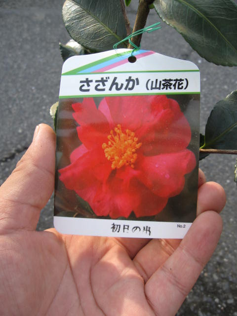 楽天市場】サザンカ初日の出 【庭木】 【山茶花】サザンカ苗 : 園芸