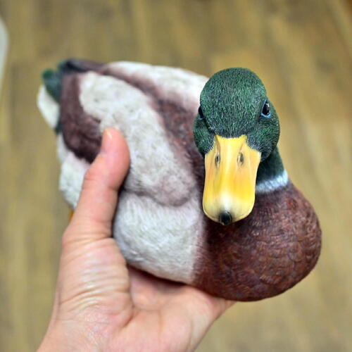 楽天市場】カモ 置物 鳥 真鴨マガモ リアルな置物カモの置物 変わった