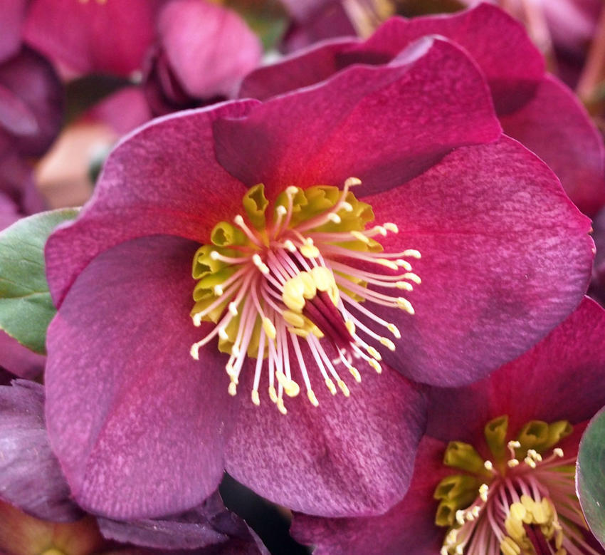 楽天市場】クリスマスローズ開花株2026年1月から2月頃開花レッド