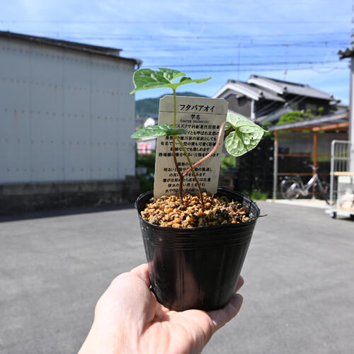 楽天市場】双葉葵 ポット苗 多年草 山野草 フタバアオイ カモアオイ