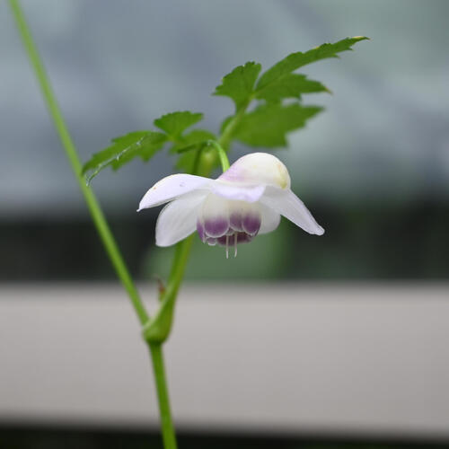 楽天市場】2025年7月に開花見込みNEW レンゲショウマ 晒菜升麻 ポット