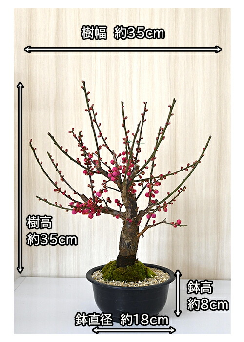 楽天市場】2026年2月頃開花お買い得の梅盆栽紅色一重咲きの梅盆栽紅梅