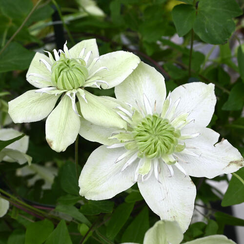 楽天市場】母の日プレゼントに2026年クレマチス鉢植え【5月からのお