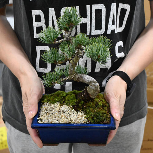 楽天市場】2026年NEW 五葉松盆栽 本格 五葉松 盆栽 縁起のよい木 樹形