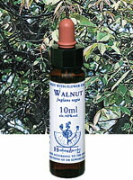 楽天市場】【ネコポスで送料無料】HealingHerbs No.24 ウォールナット