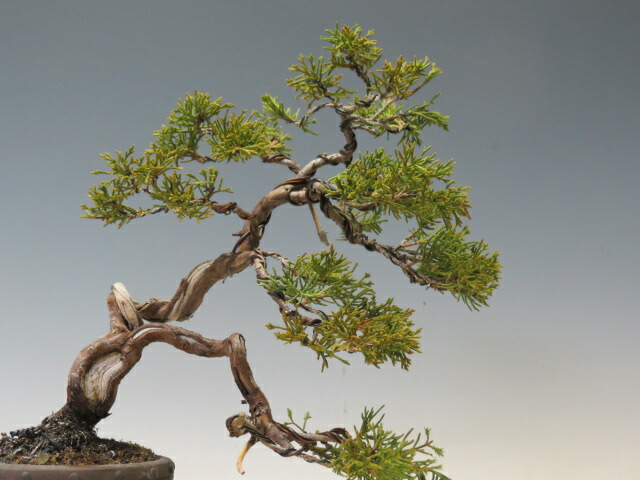 楽天市場】盆栽 真柏 （糸魚川）【ミニ盆栽 小品盆栽 松柏盆栽 人気