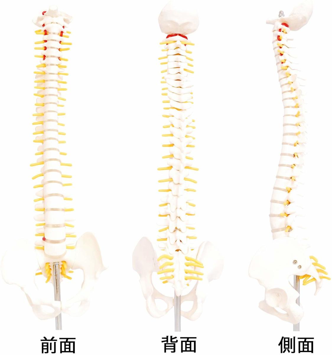 楽天市場】人体模型 脊椎骨盤模型 脊柱 脊髄 脊椎模型 脊椎骨模型 ミニ