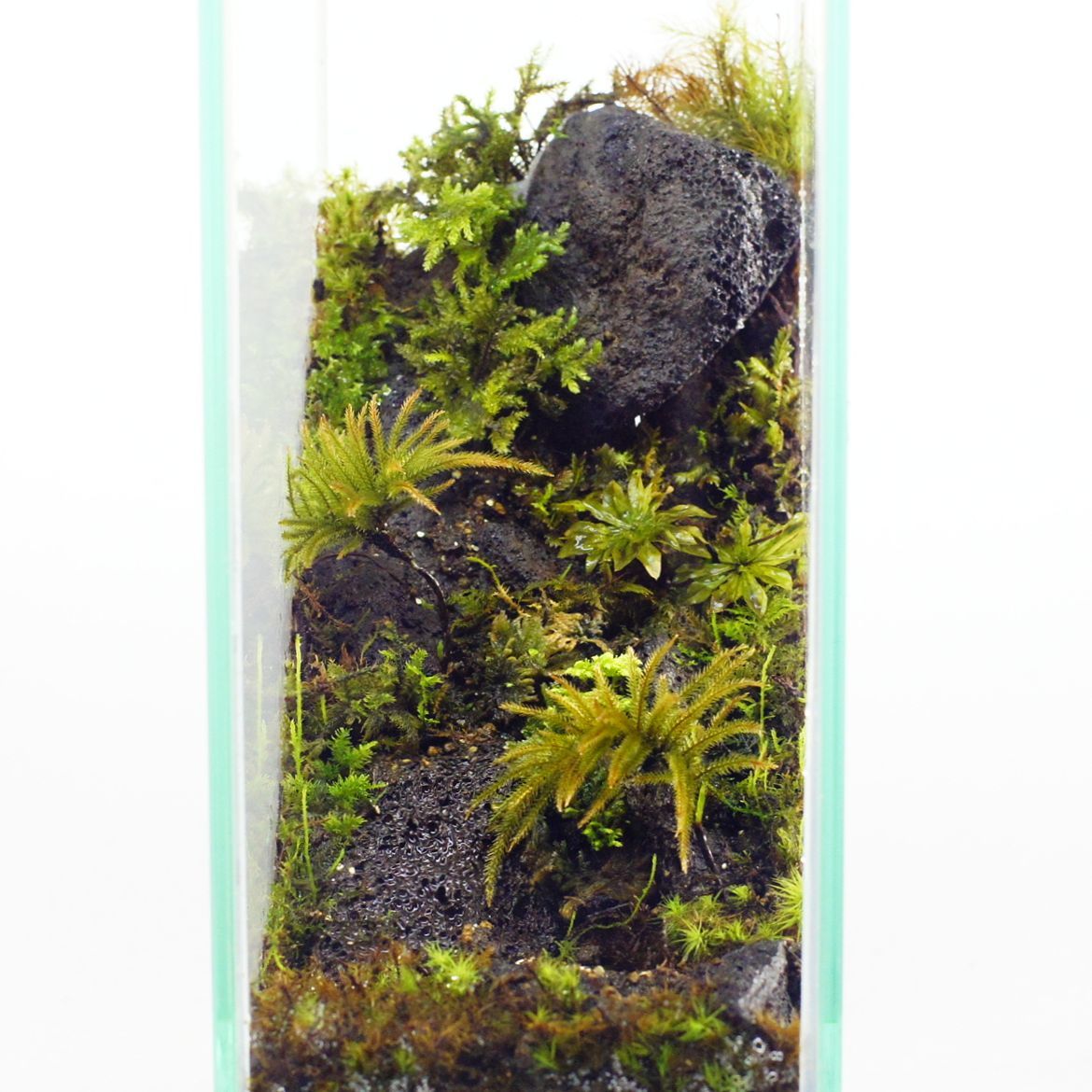 楽天市場】【完成品 現物】奥行き感のある 苔テラリウム ガラス水槽