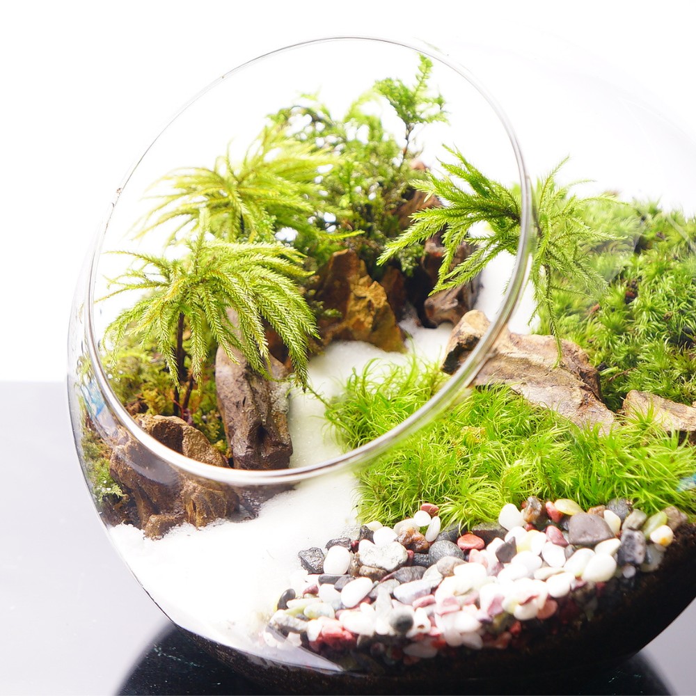 楽天市場】【高原の苔】 大型の木のように伸びる苔 コウヤノ