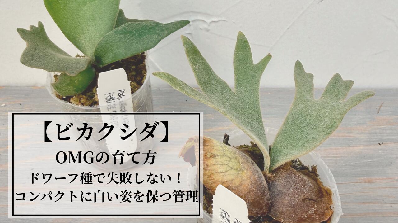 楽天市場 | 森水木のラン屋さん - ビカクシダ・OMGの育て方｜ドワーフ