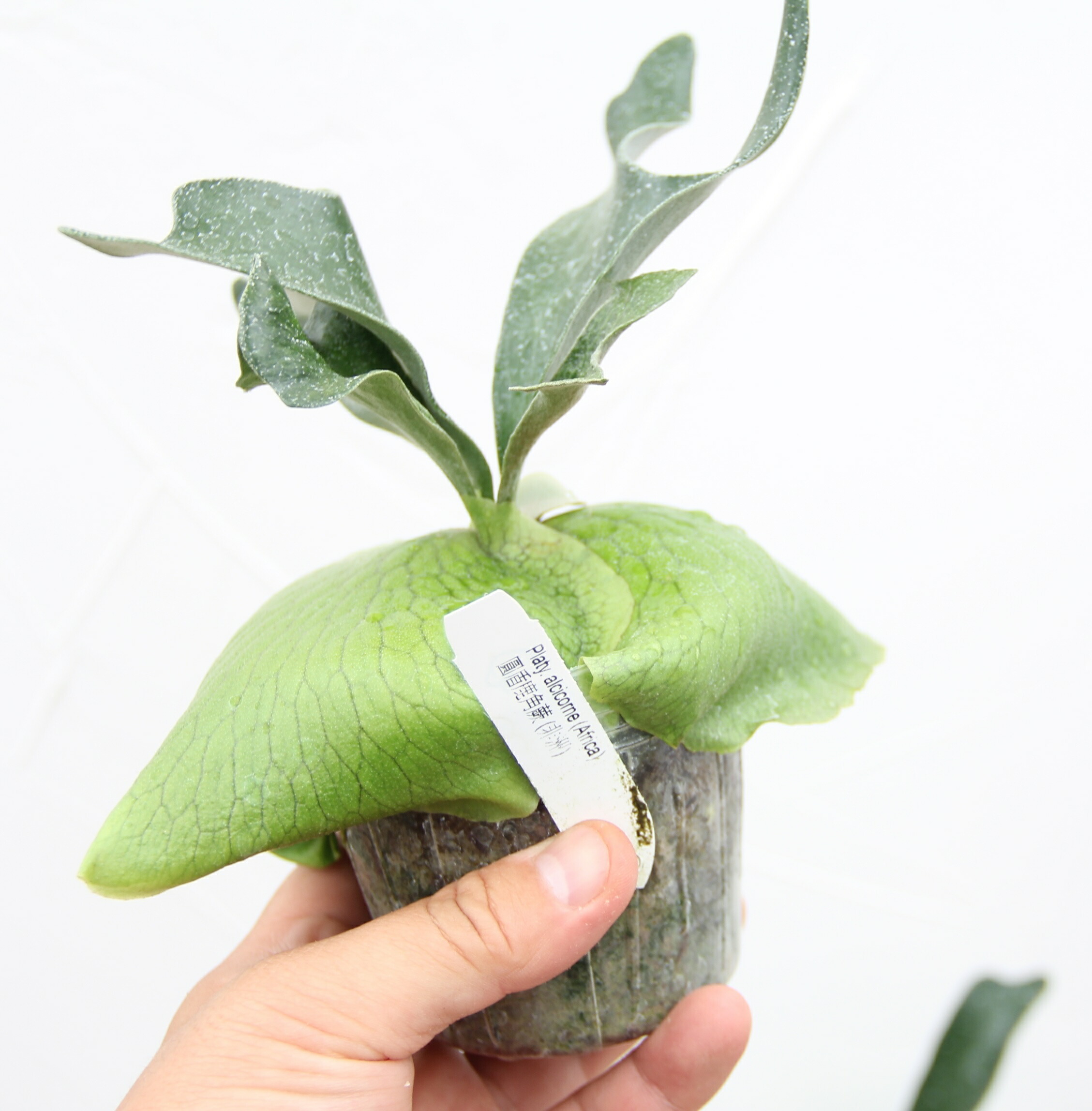 楽天市場】『ビカクシダ（コウモリラン）アルシコルネ』3号水苔ポット