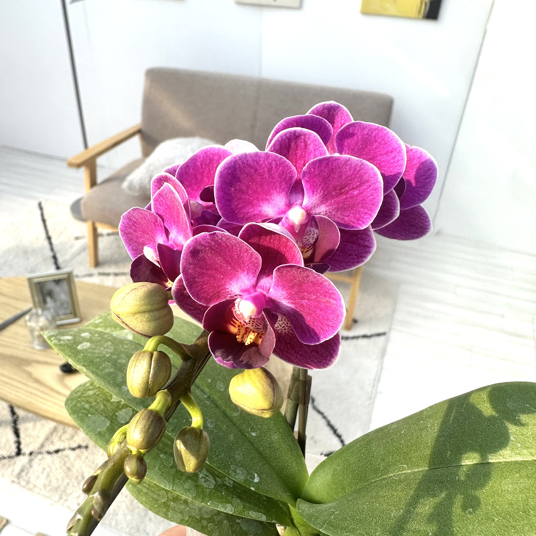 楽天市場】洋ランの苗『青いミニ胡蝶蘭「バイオレット アイ＊＊」【花