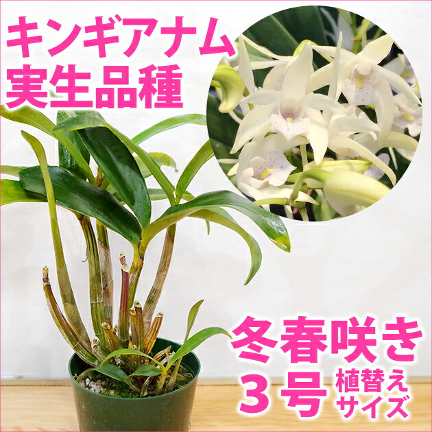 楽天市場】洋ランの苗『デンドロビウム 「キンギアナム実生品種」【花