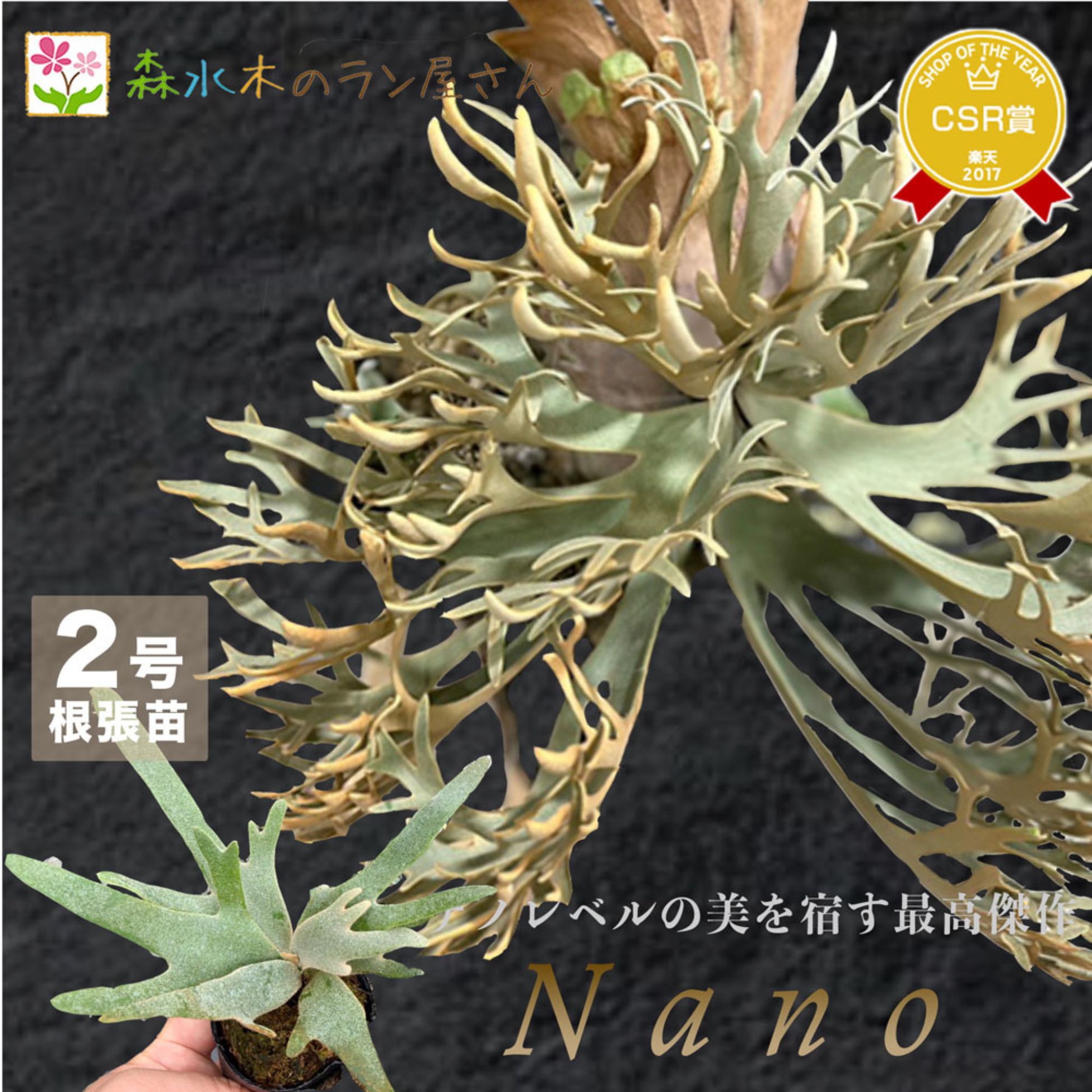 楽天市場】『ビカクシダ ウィリンキー ナノ』コウモリラン ドワーフ 2