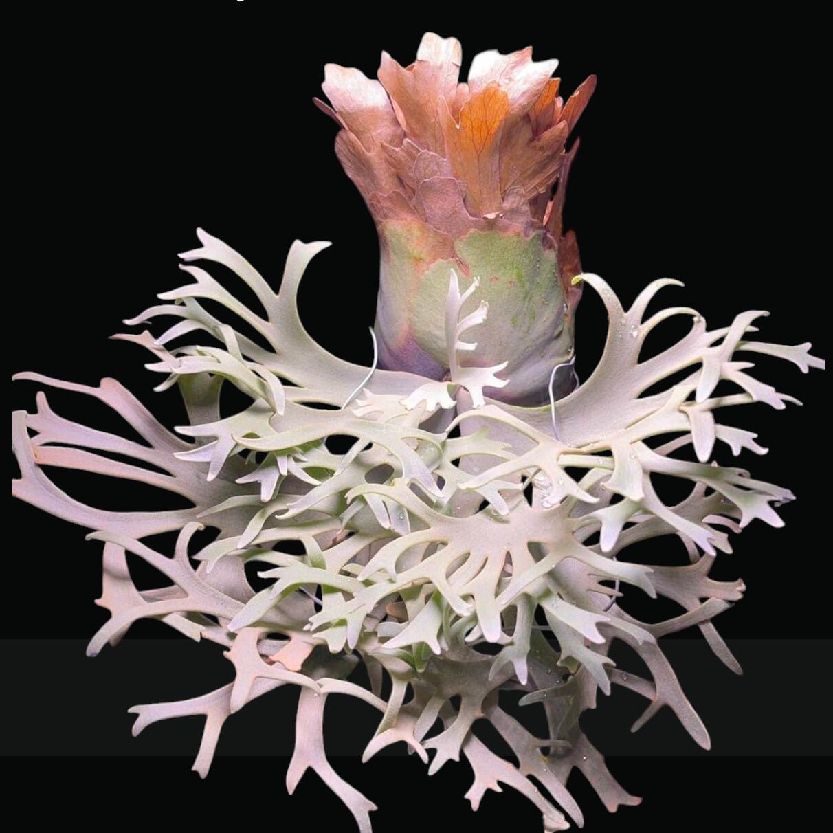 楽天市場】『ビカクシダ ウィリンキー OMG』コウモリラン ドワーフ 2号