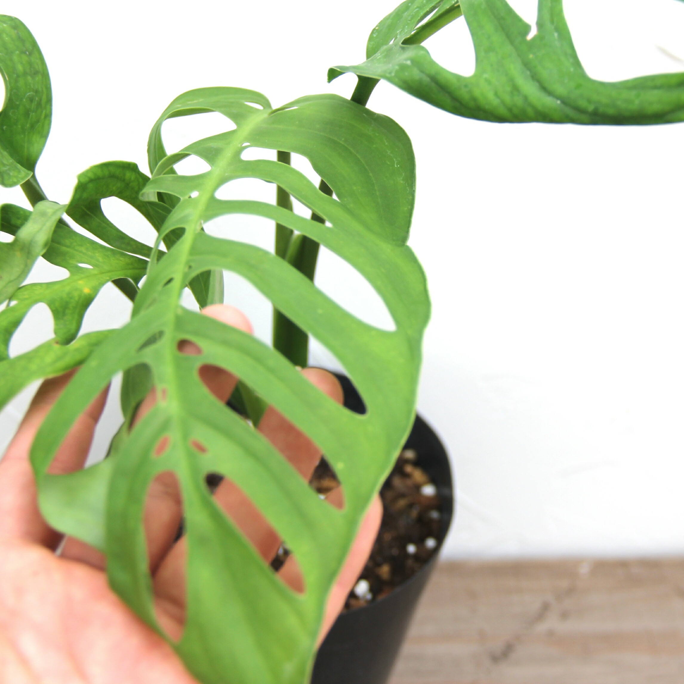 楽天市場】限定8鉢！『モンステラ エスケレート』Monstera esqueleto 5