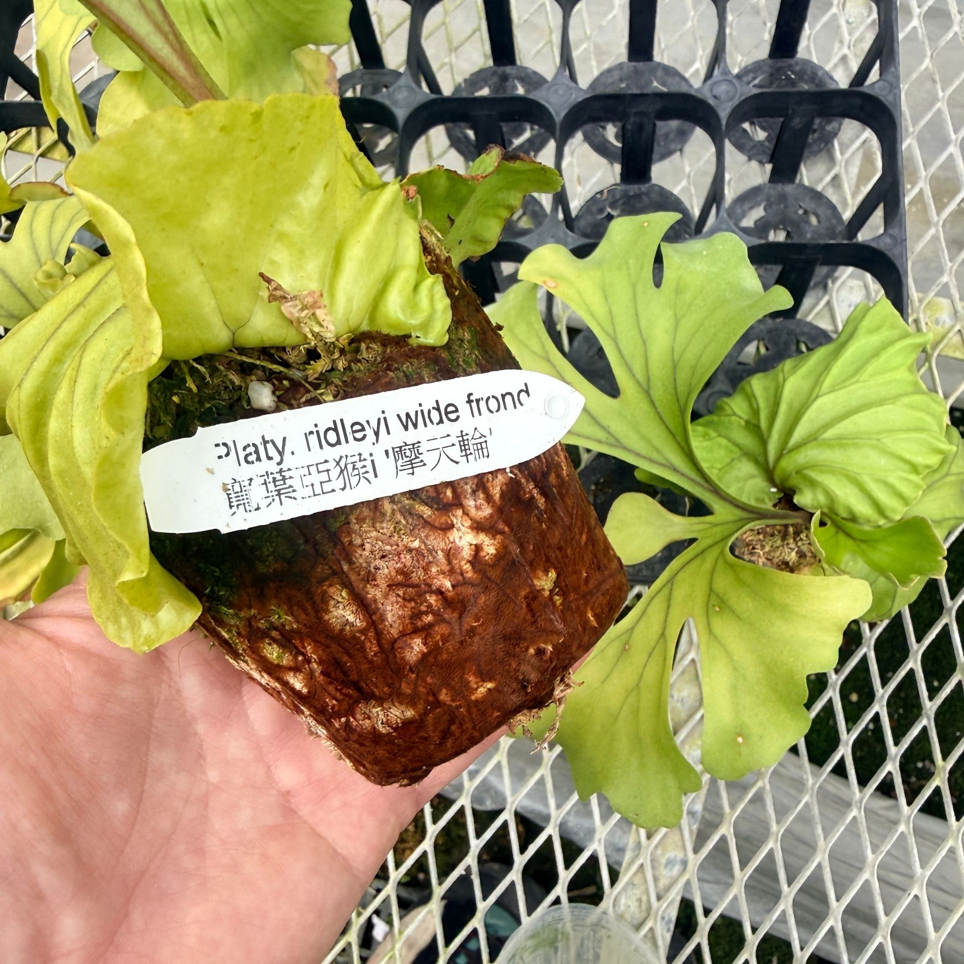 楽天市場】『ビカクシダ リドレイ ワイドフォーム』コウモリラン 3号水