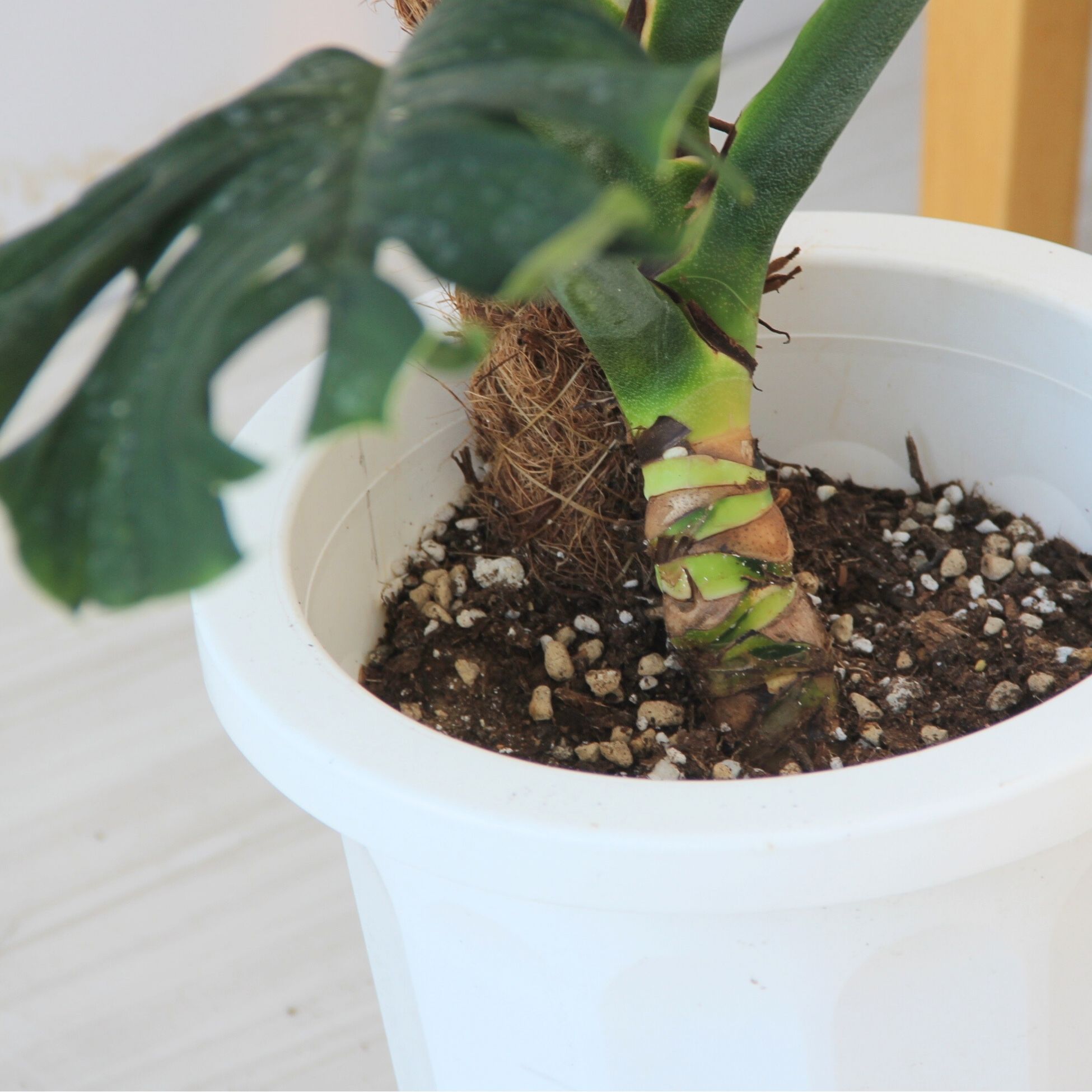 楽天市場】『モンステラ ジェイドウイング』Monstera 'Jade Wing' 8号