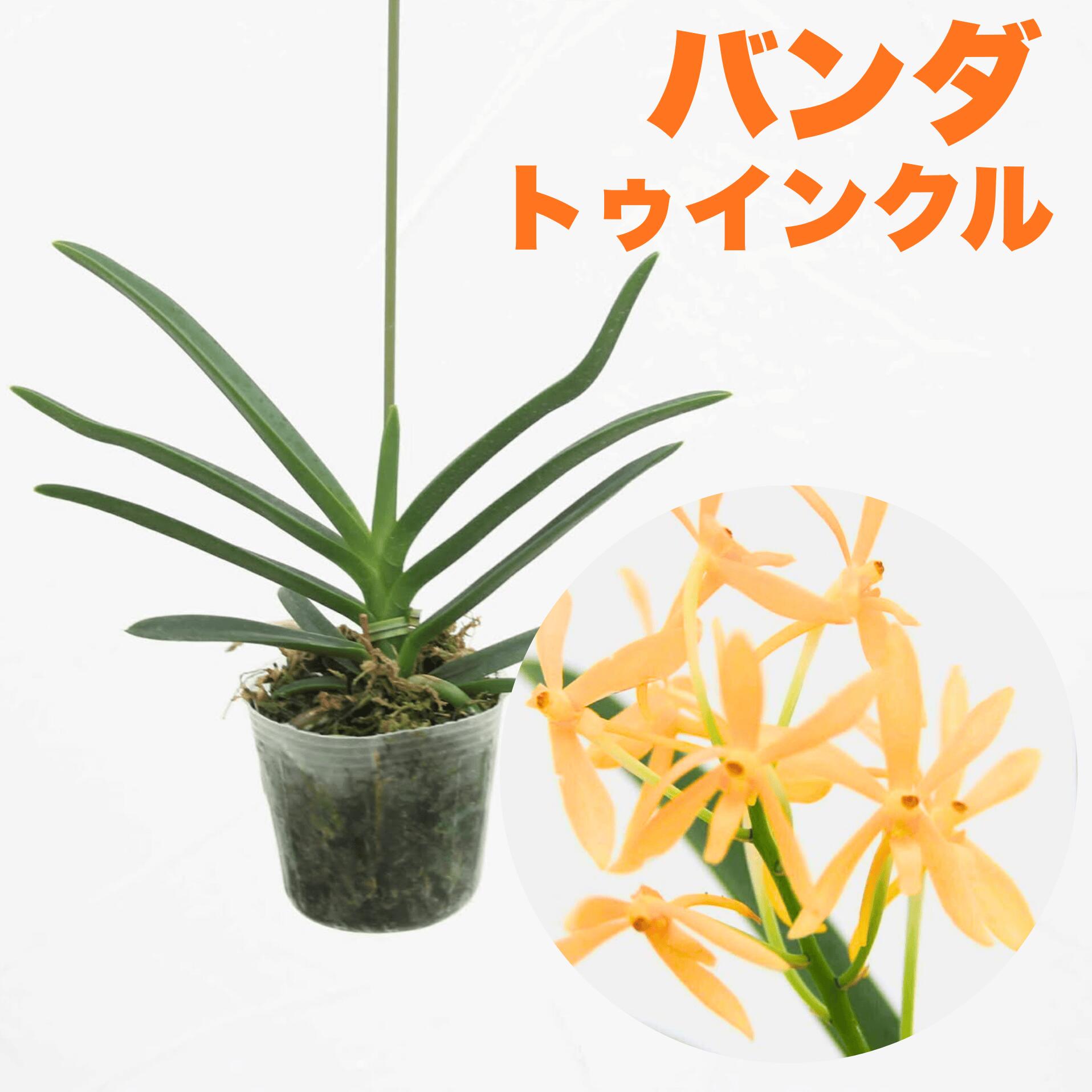 楽天市場】新商品 香りの新品種 洋ランの苗『風蘭系交配種 バンダ