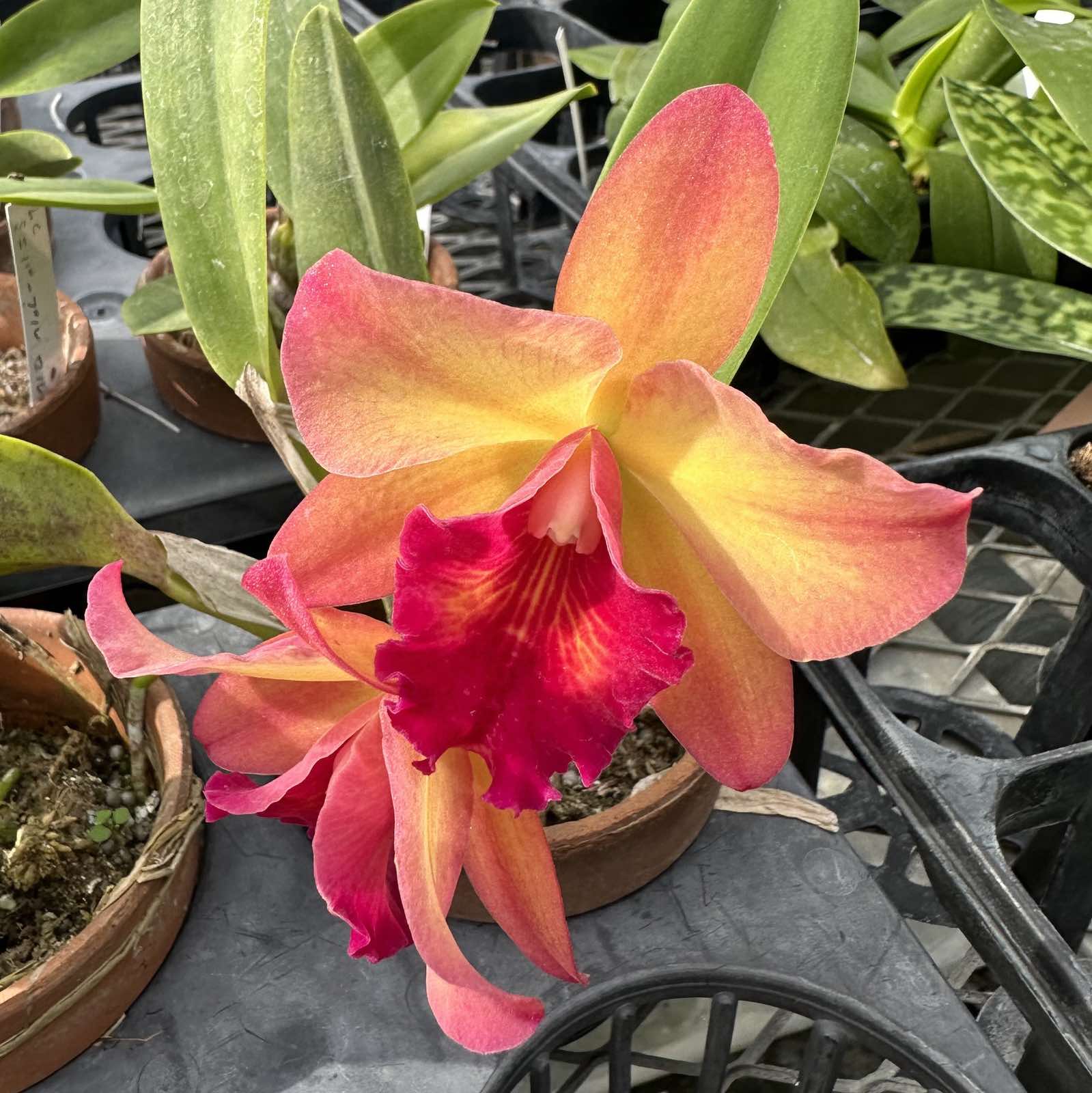 楽天市場】洋ランの苗『ミディカトレア 「リトルトシエ'サンライズ