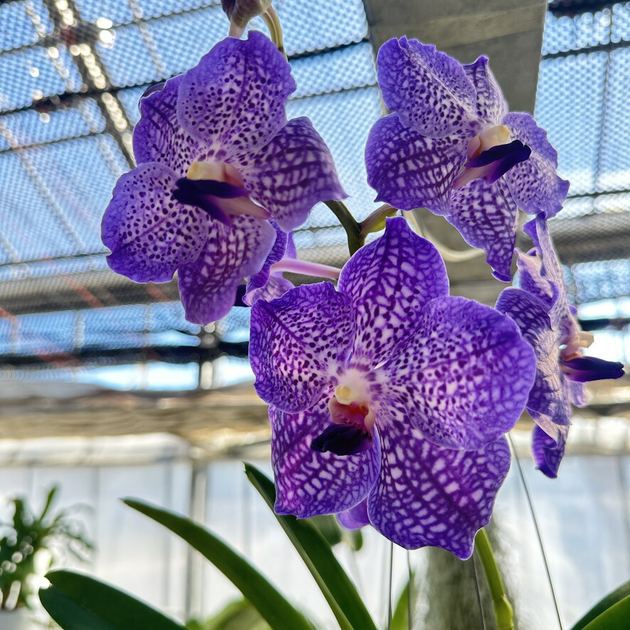 楽天市場】2021&2022年度全国洋らん品評会 金賞連続受賞！『「バンダ 1