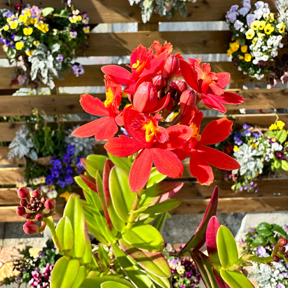 楽天市場】○初心者さんにおススメしたい！お試し価格洋ランの苗