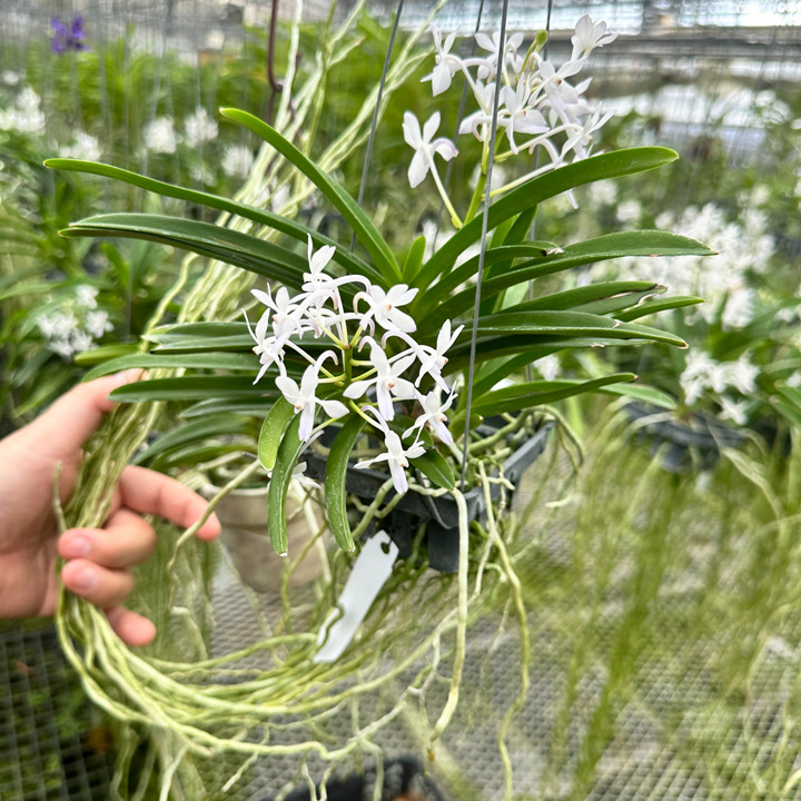 楽天市場】エアプランツ 香りの新品種 洋ランの苗『風蘭系交配種