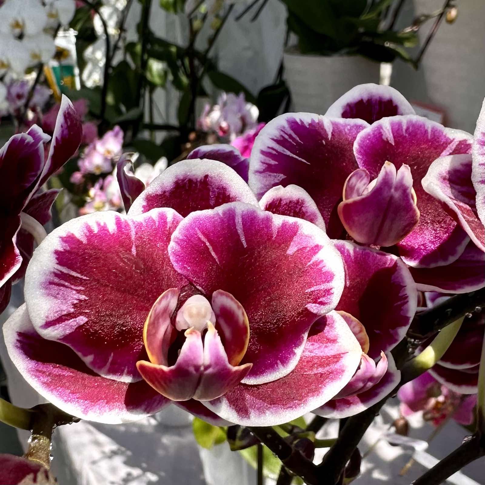 楽天市場】今ならつぼみ、または花付き！-- 【新品種登場！】洋ランの